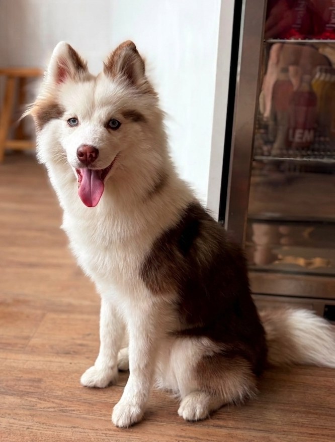 Mooki, a husky mix with blue eyes, sitting with his sister